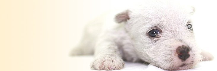 ウェスティ(ウェスト・ハイランド・ホワイトテリア)の子犬